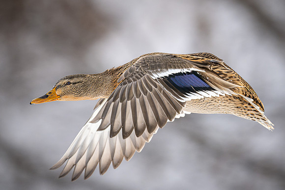 Mallard Hen
