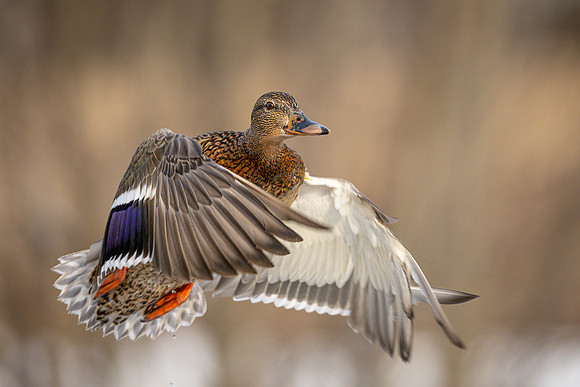 Mallard Hen