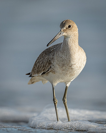 Willet