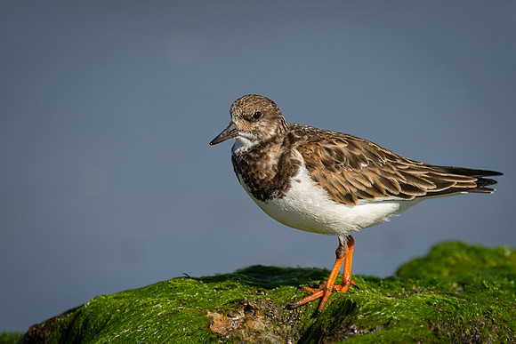 Ruddy Turnstone