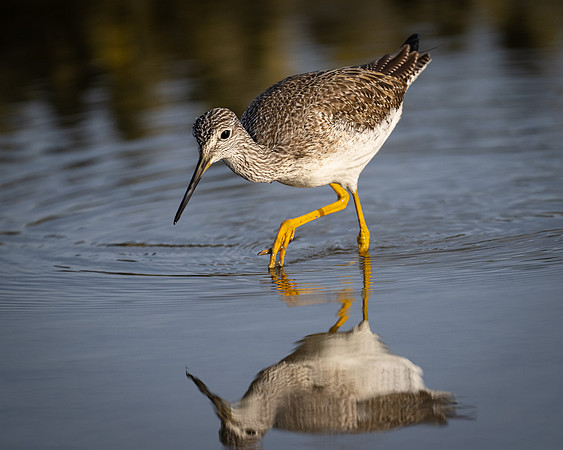 Greater Yellowlegs