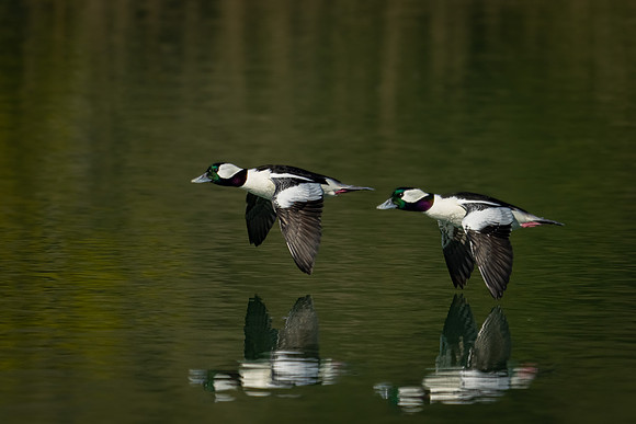 Bufflehead Drakes