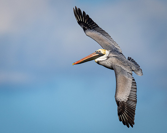 Brown Pelican