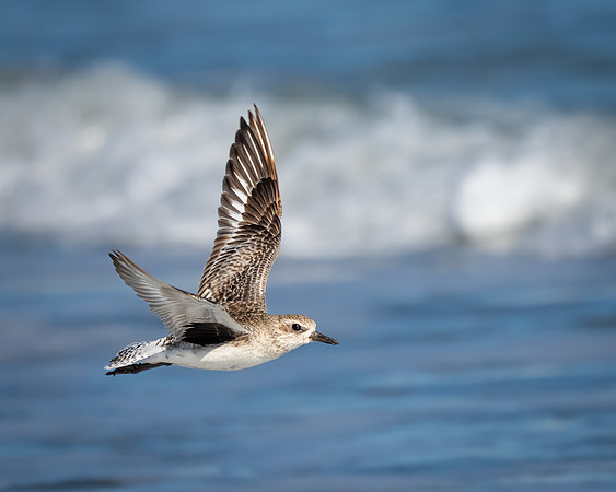 Black-bellied Plover