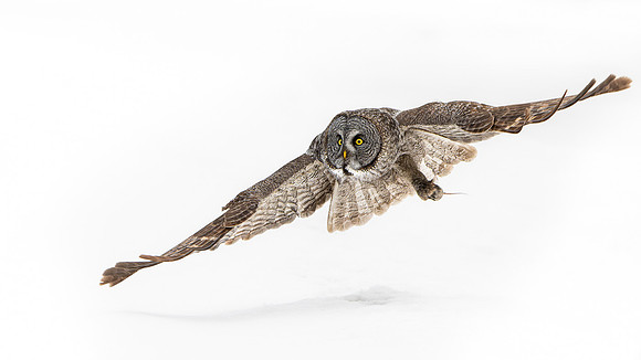 Great Grey Owl