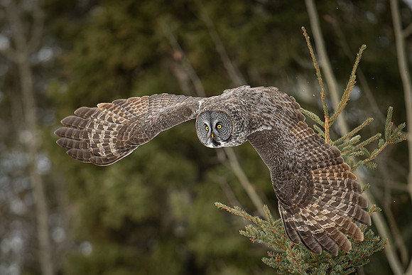 Great Grey Owl