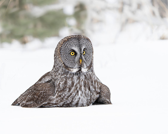 Great Grey Owl