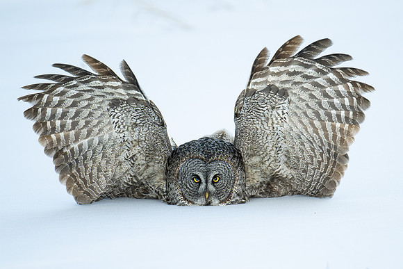 Great Grey Owl