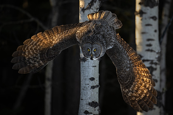 Great Grey Owl