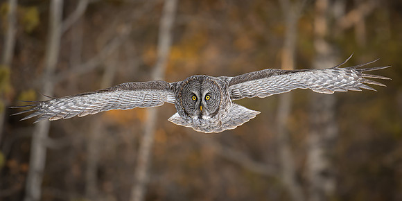 Great Grey Owl