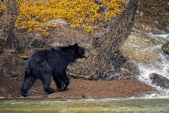 Black Bear