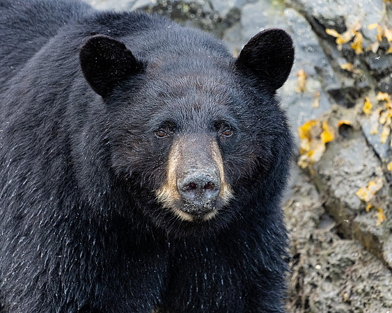 Black Bear