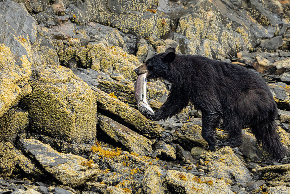 Black Bear