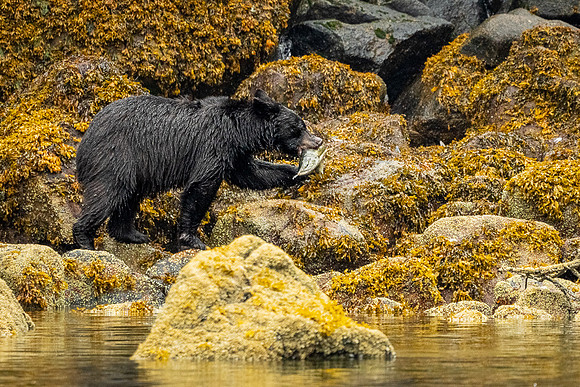 Black Bear