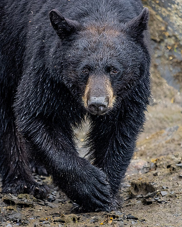 Black Bear
