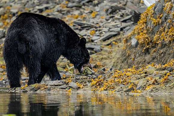 Black Bear