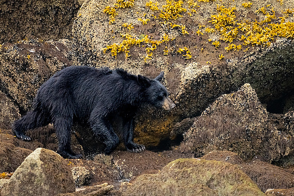 Black Bear