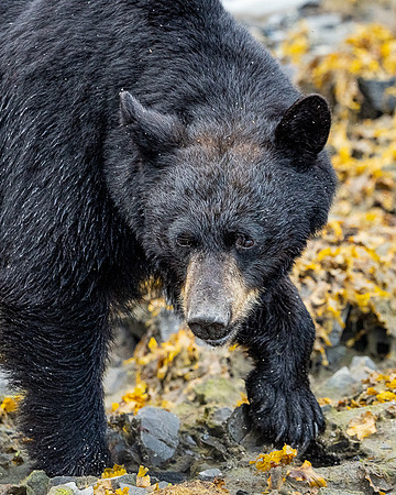 Black Bear