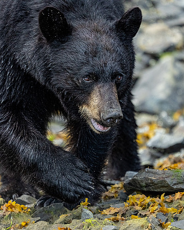 Black Bear