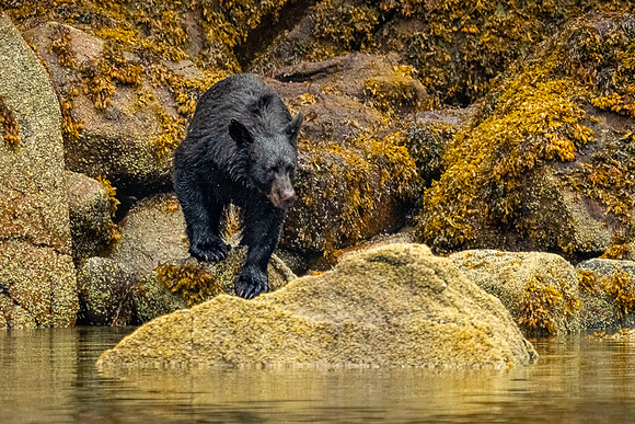 Black Bear