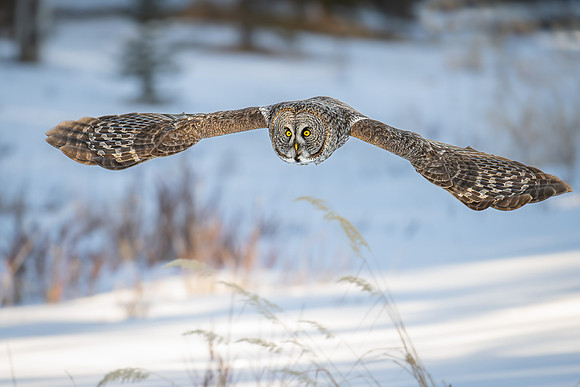Great Grey Owl