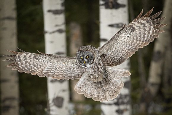 Great Grey Owl
