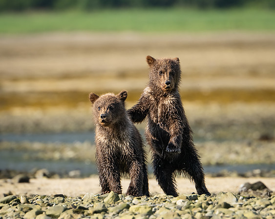Spring Cubs