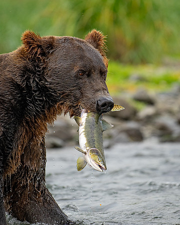 Food Chain