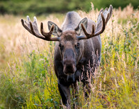 _DSC5009_full rez