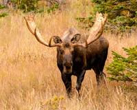 ND4_6493-2_full rez
