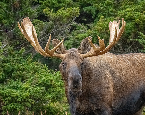 _NZ91499