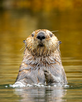 _A1_1998_DxO_full rez
