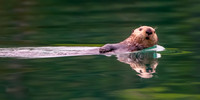 DSC_6526_TdTaiGTsN1_12x24-300p