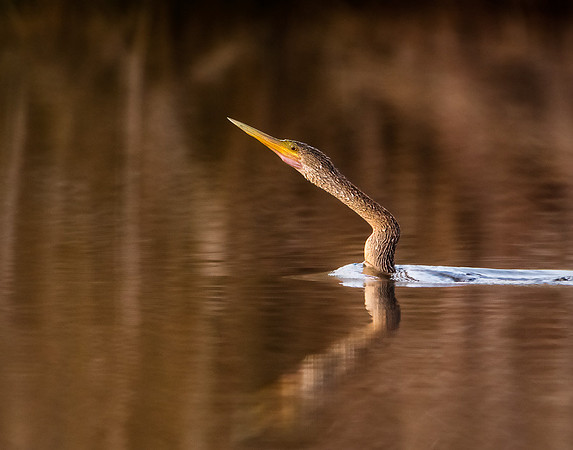 Anhinga(female)