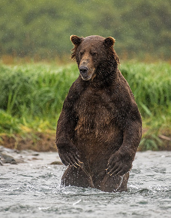 Ursus Erectus