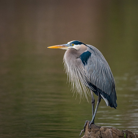Great Blue Heron