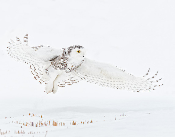 Snowy Owl