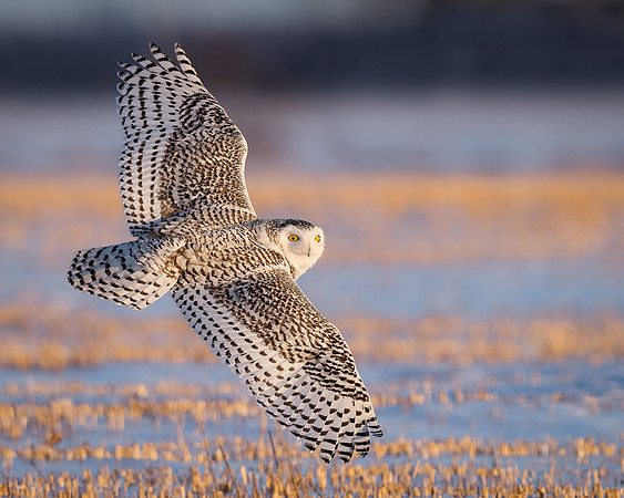 Snowy Owl