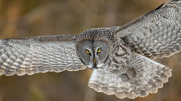 Great Grey Owl