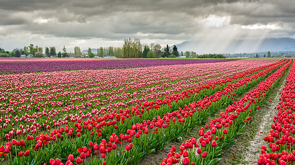 Skagit Valley