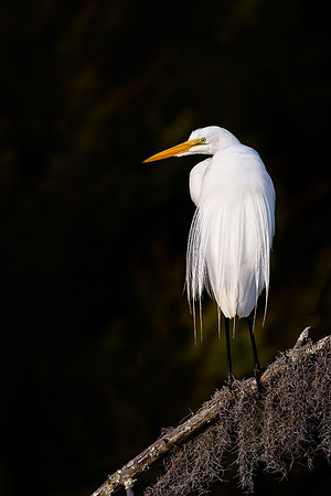 Great Egret