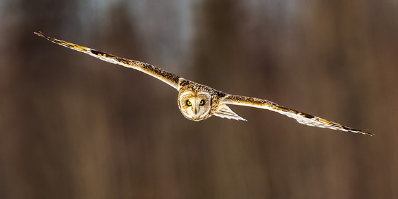 Short Eared Owl