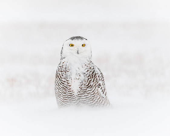 Snowy Owl