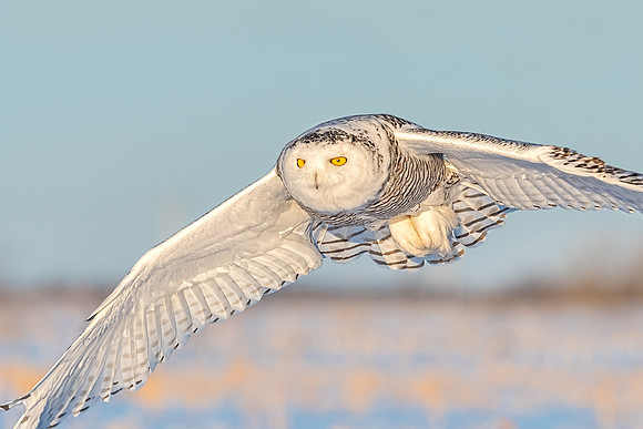 Snowy Owl