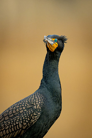 Double Crested Cormorant