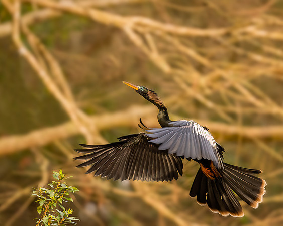 Anhinga(breeding male)