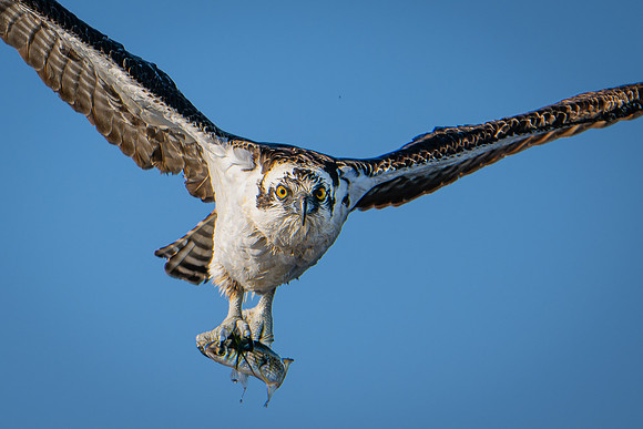 Osprey