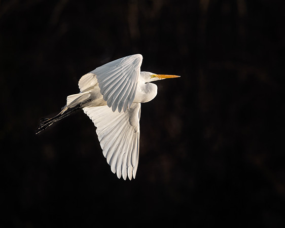 Great Egret