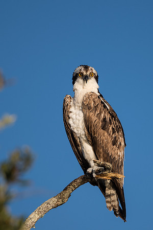 Osprey