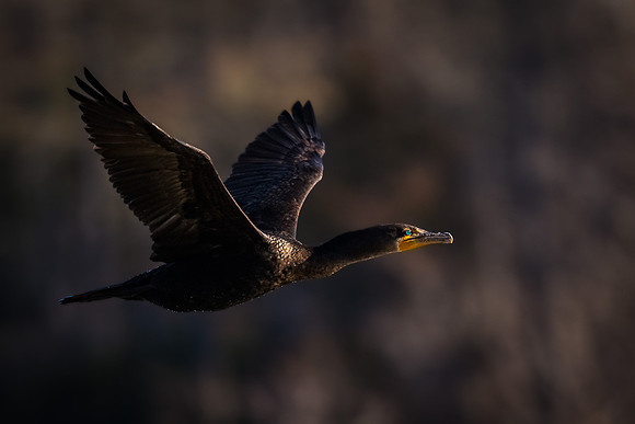 Double Crested Cormorant